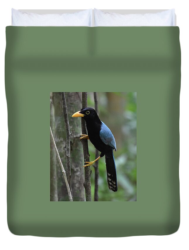 Jay Duvet Cover featuring the photograph Yucatan Jay by Ben Foster