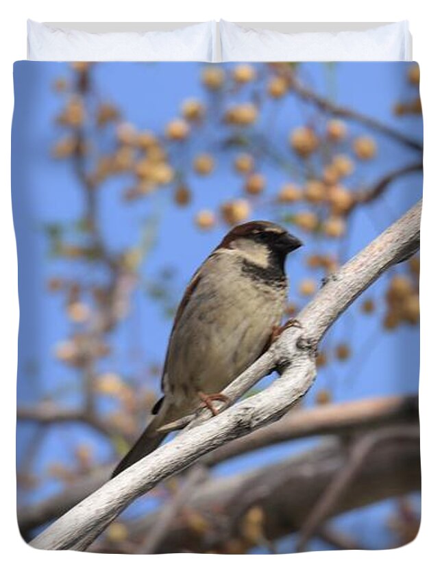 House Sparrows Duvet Cover featuring the photograph Yucca Valley House Sparrow by Angela J Wright