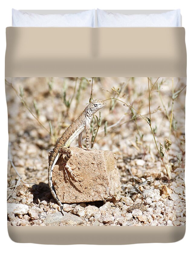 Darin Volpe Nature Duvet Cover featuring the photograph Zebra-Tailed Lizard - Saguaro National Park by Darin Volpe