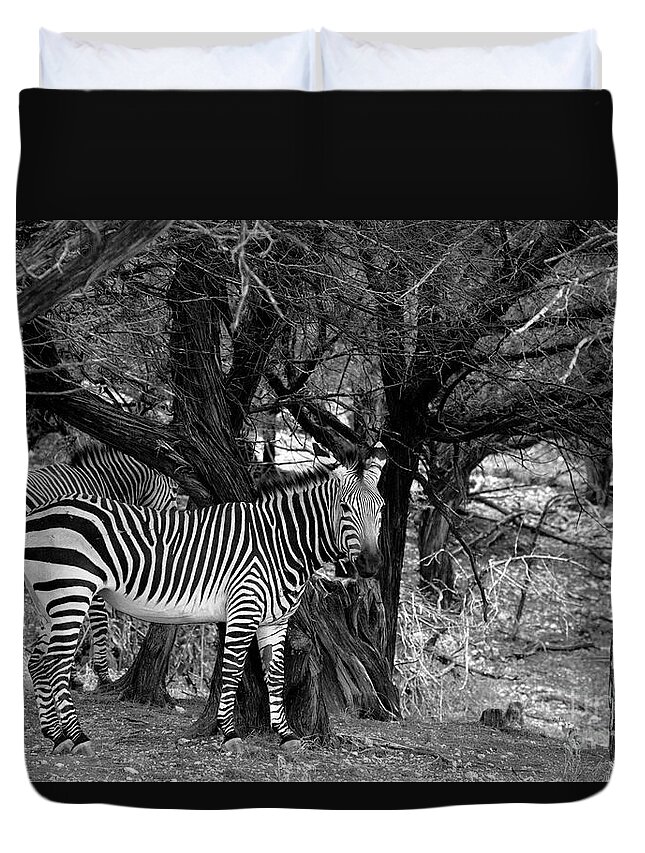 Zebras Duvet Cover featuring the photograph Zebras Black and White V 18 by Douglas Barnard