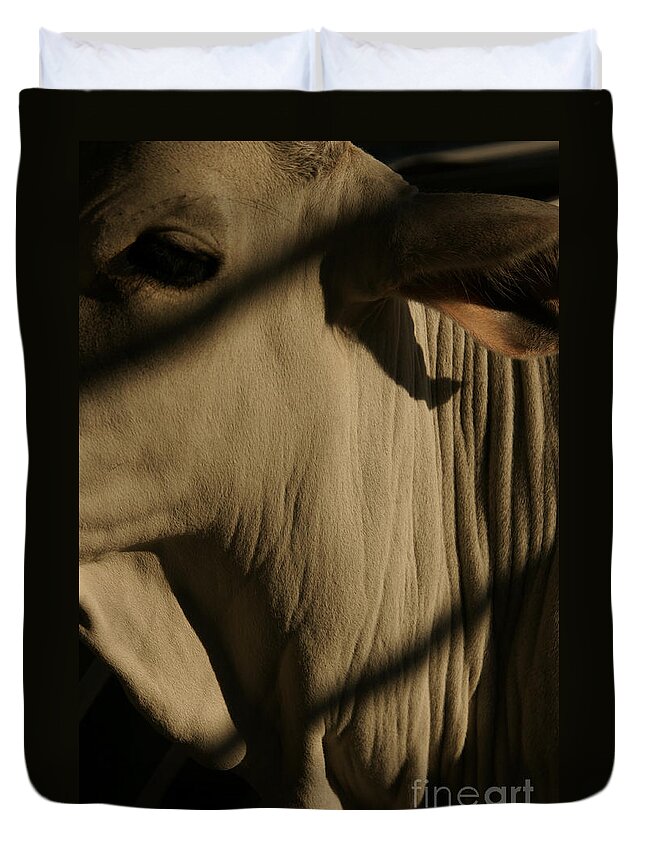 Brahma Bull Duvet Cover featuring the photograph Zebu by Linda Shafer