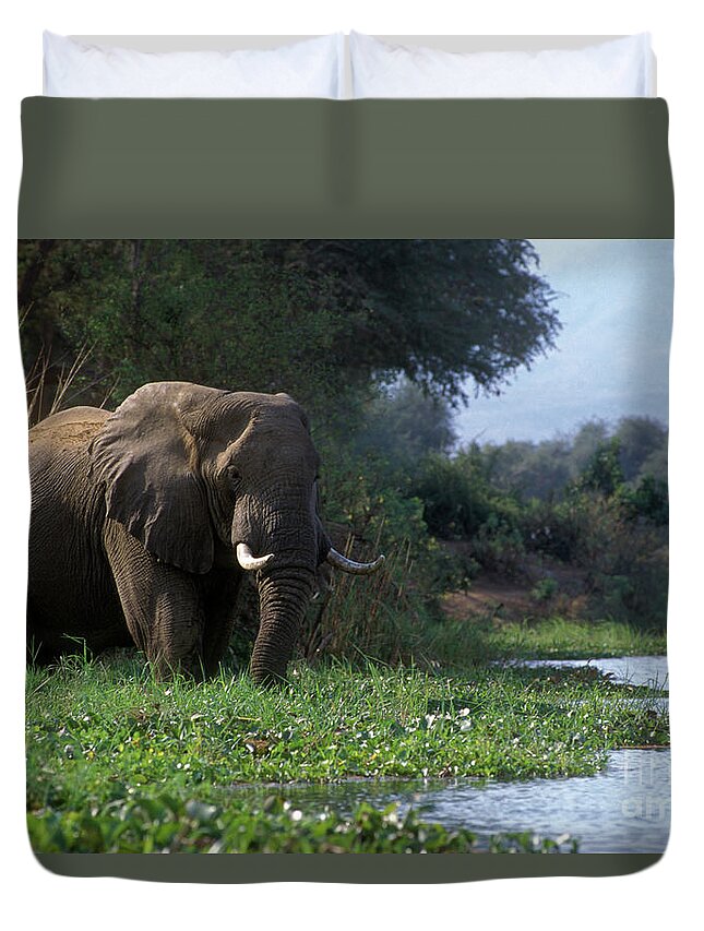 Elephant Duvet Cover featuring the photograph Zimbabwe_43-18 by Craig Lovell
