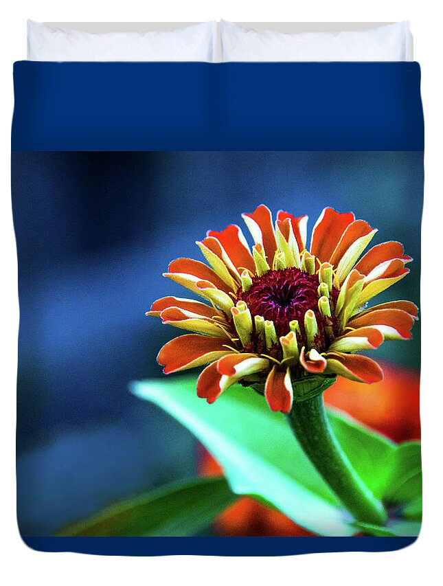 Zinnia Duvet Cover featuring the photograph Zinnia Ascending by Mick Anderson