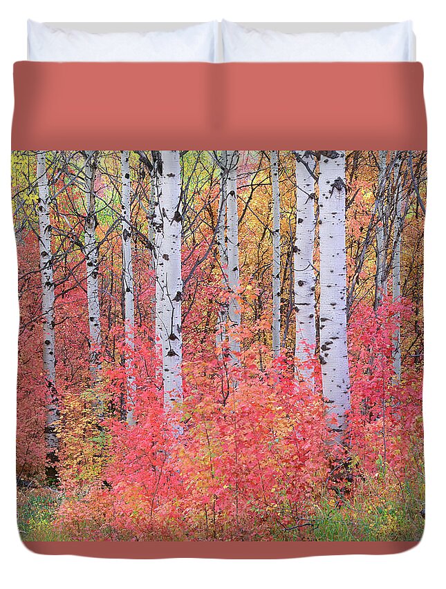 Season Duvet Cover featuring the photograph A Forest Of Aspen Trees In The Wasatch #1 by Mint Images - David Schultz
