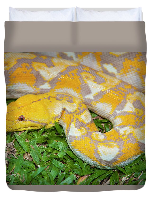 Animal Scale Duvet Cover featuring the photograph Albino Burmese Python #1 by Stuart Dee