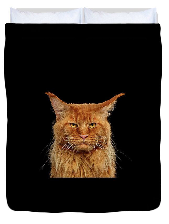 #faatoppicks Duvet Cover featuring the photograph Angry Ginger Maine Coon Cat Gazing on Black background #2 by Sergey Taran