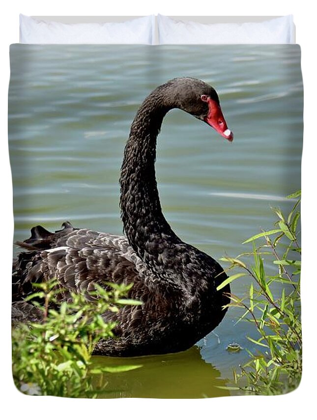 Animal Duvet Cover featuring the photograph Australian Black Swan #2 by Carol Bradley