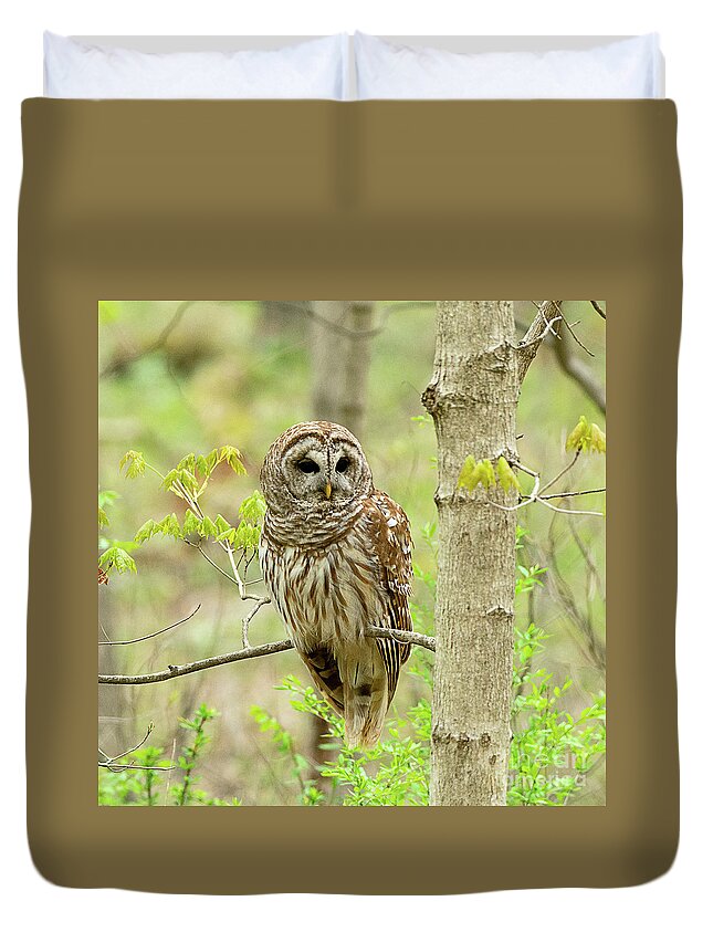 Bird Duvet Cover featuring the photograph Barred Owl #1 by Dennis Hammer