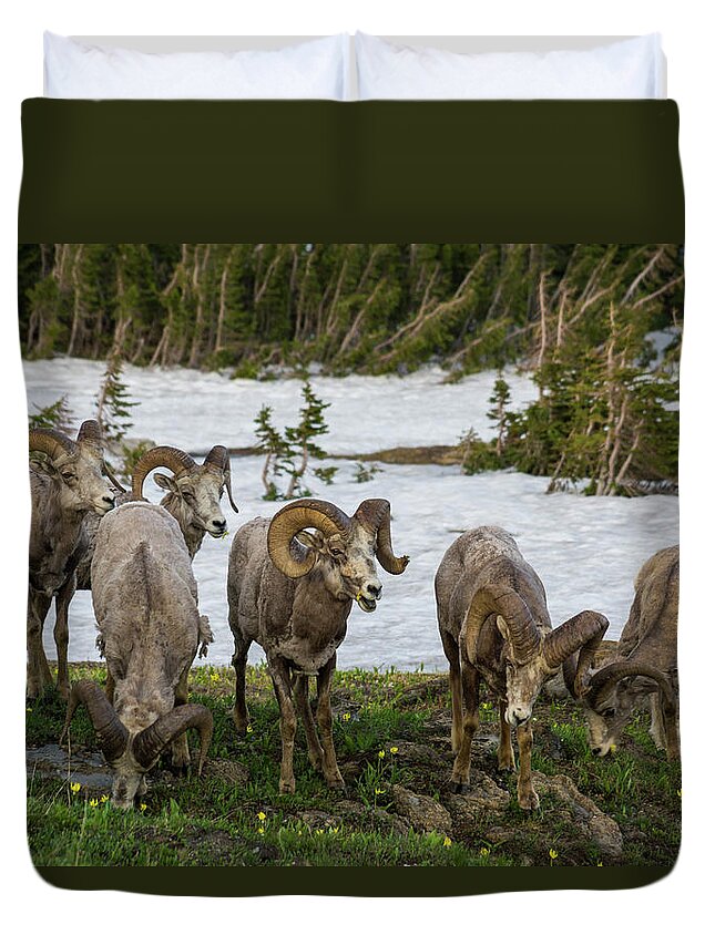 Bighorn Sheep Herd Duvet Cover featuring the photograph Bighorn Sheep Herd by Donald Pash