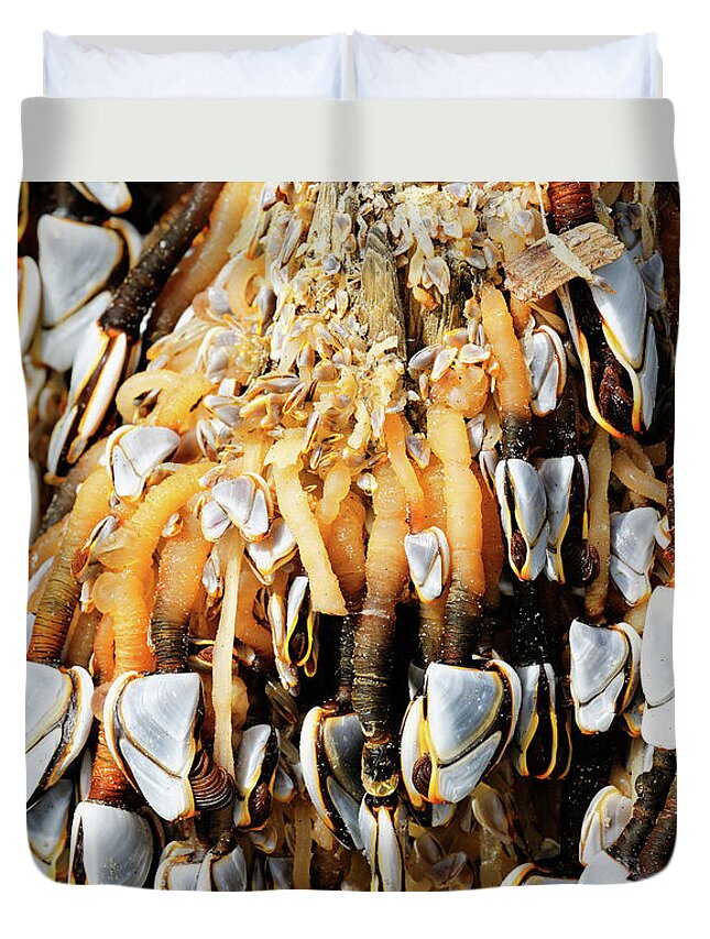 Goose Barnacles Duvet Cover featuring the photograph Close up Gooseneck Barnacles Lepas anatifera attached to driftwo #1 by Robert C Paulson Jr