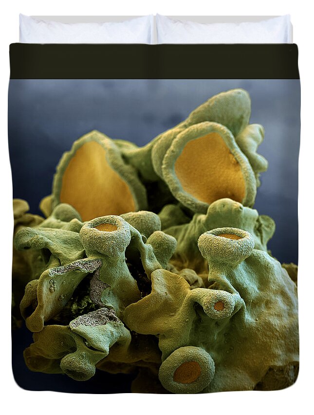 Algae Duvet Cover featuring the photograph Common Orange Lichen by Meckes/ottawa