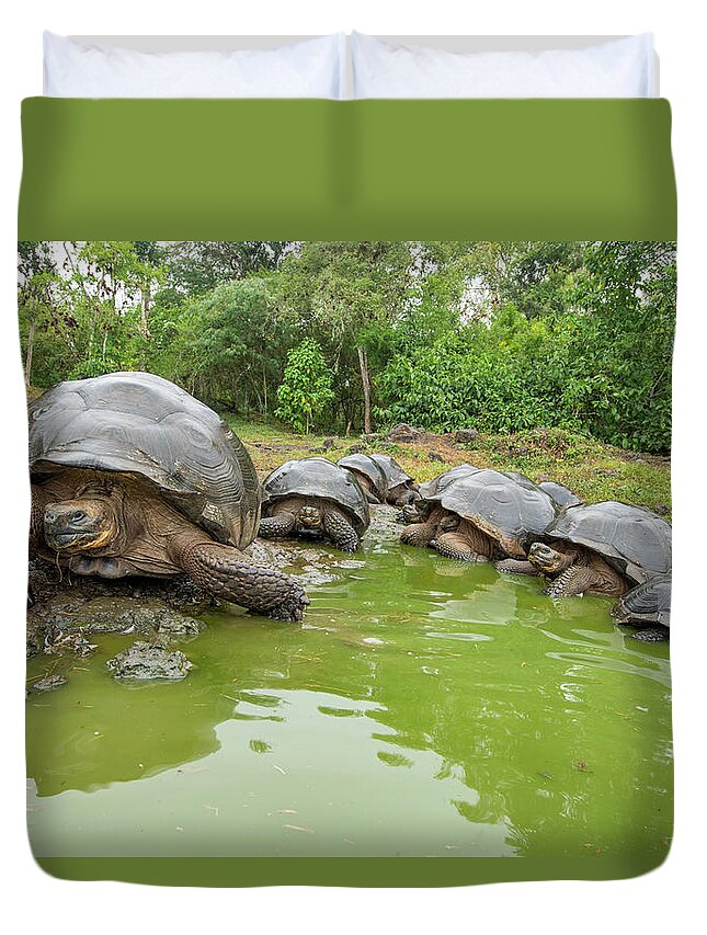 Animal Duvet Cover featuring the photograph Creep Of Indefatigable Island Tortoises #1 by Tui De Roy