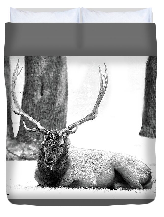 Elk Duvet Cover featuring the photograph Elk #1 by Mitch Cat