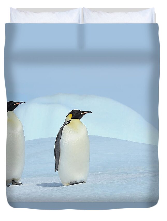 Emperor Penguin Duvet Cover featuring the photograph Emperor Penguin #1 by Raimund Linke