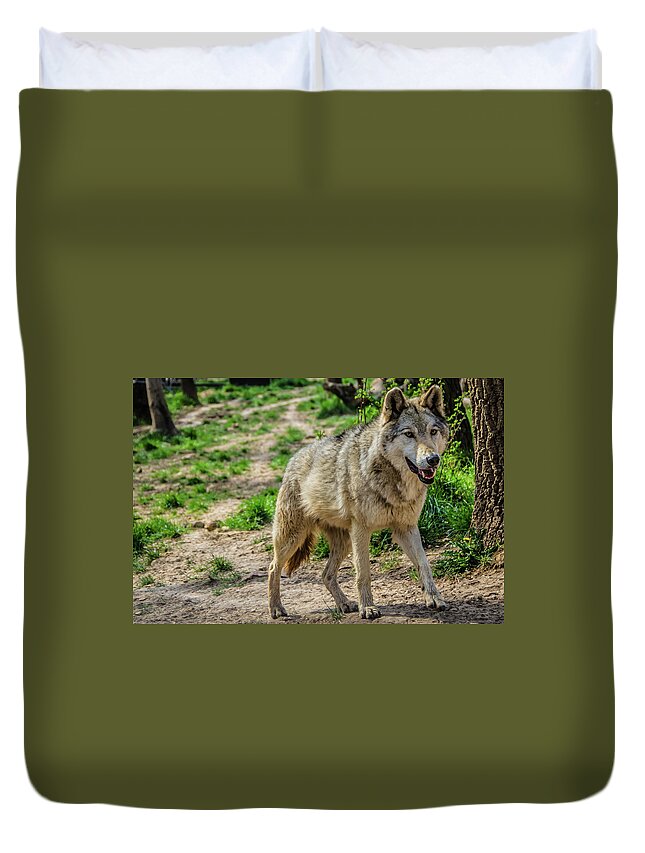 2015 Duvet Cover featuring the photograph Eurasian wolf #1 by Tito Slack