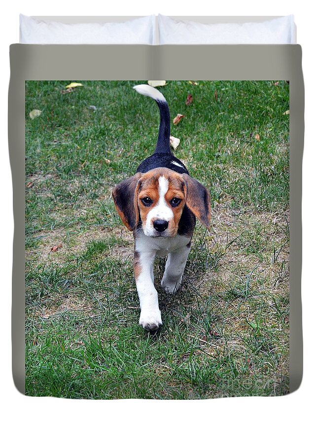 Beagle Puppy Duvet Cover featuring the photograph Hermine The Beagle #1 by Thomas Schroeder