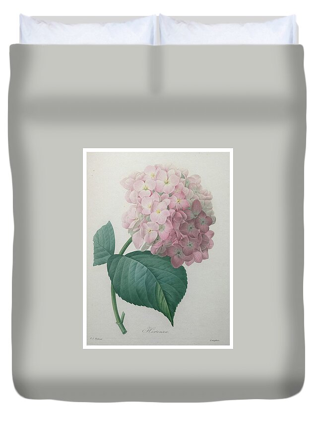 Redoute Duvet Cover featuring the painting Hydrangea #1 by Pierre-Joseph Redoute