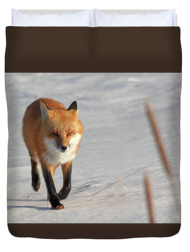 Fox Duvet Cover featuring the photograph Just Passing Through by Susan Rissi Tregoning