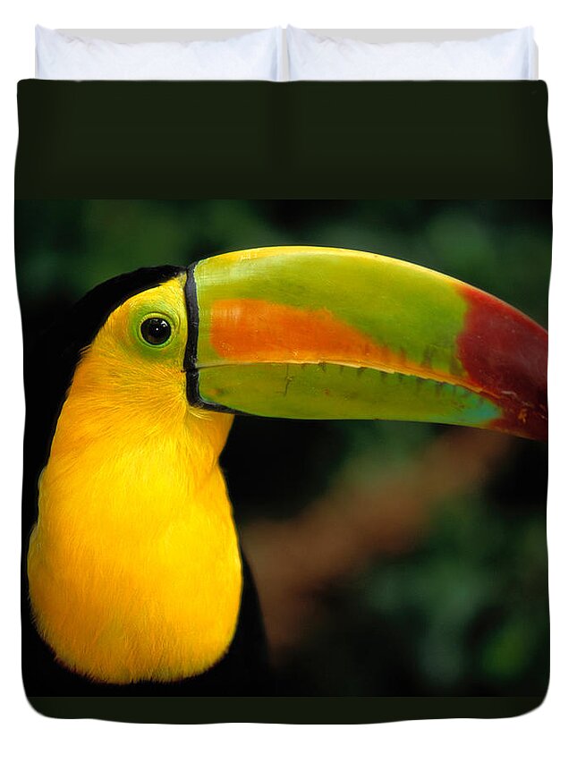 Keel-billed Toucan Duvet Cover featuring the photograph Keel-billed Toucan Ramphastos #1 by Art Wolfe