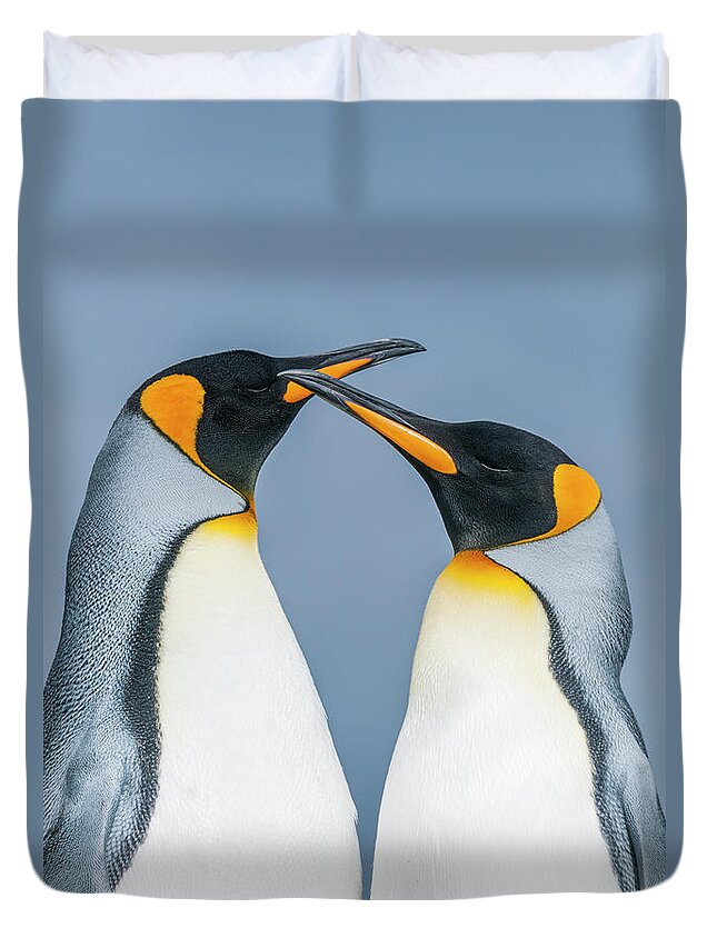 Animal Duvet Cover featuring the photograph King Penguin Pair, Falklands #1 by Tui De Roy