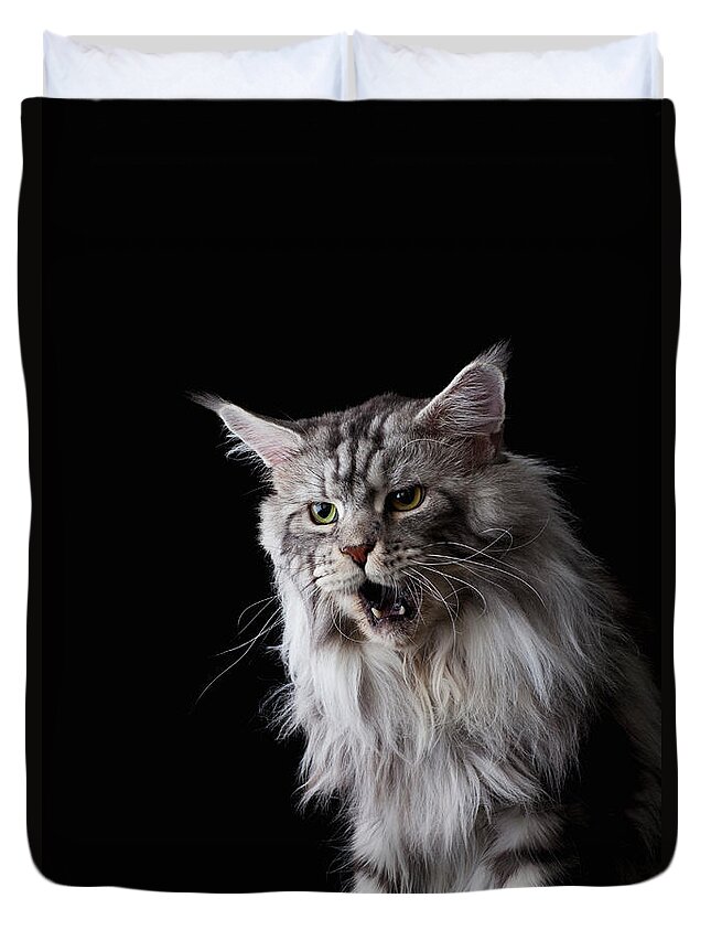 Three Quarter Length Duvet Cover featuring the photograph Maine Coon Cat #1 by Ultra.f