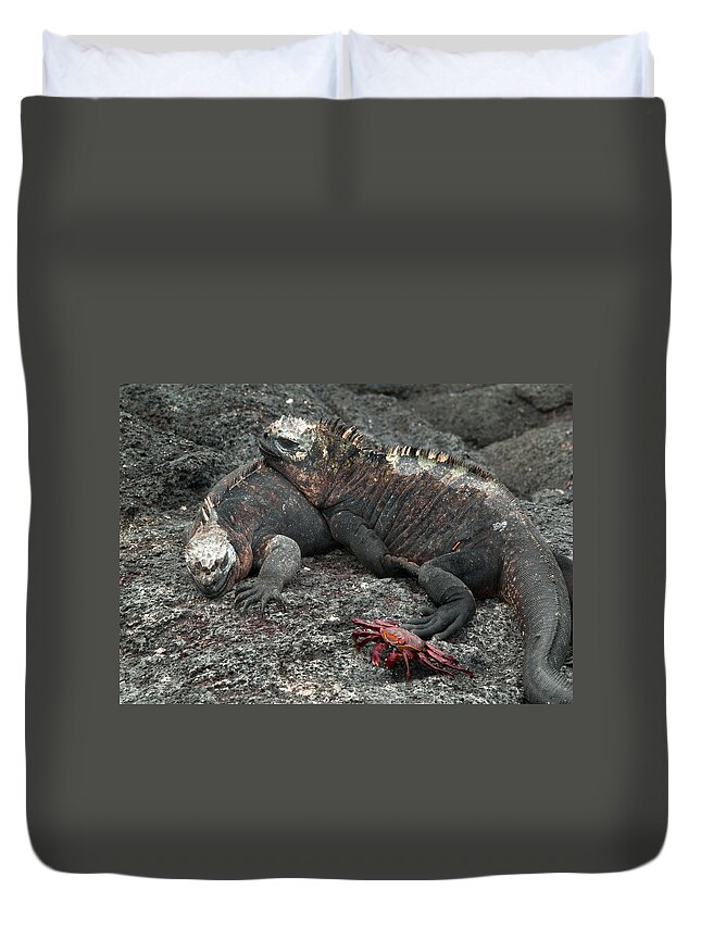 Amblyrhynchus Duvet Cover featuring the photograph Marine Iguanas #1 by Michael Lustbader