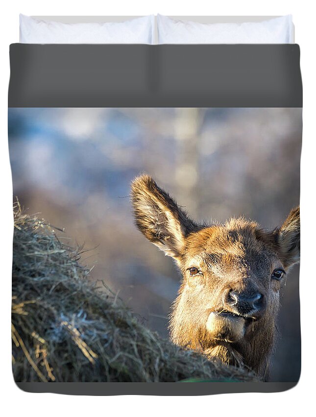 Alaska Duvet Cover featuring the photograph Munching by Framing Places