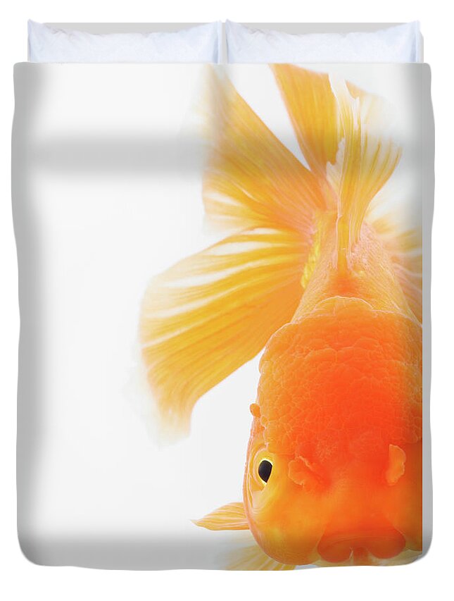 Pets Duvet Cover featuring the photograph Orange Lionhead Goldfish #1 by Martin Harvey