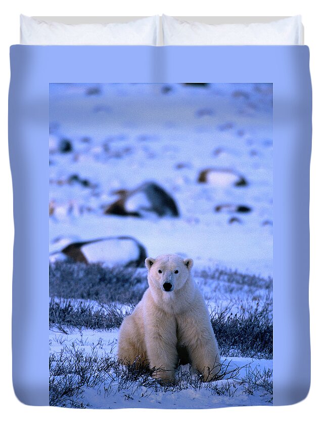 Snow Duvet Cover featuring the photograph Polar Bear Ursus Maritimus #1 by Mark Newman