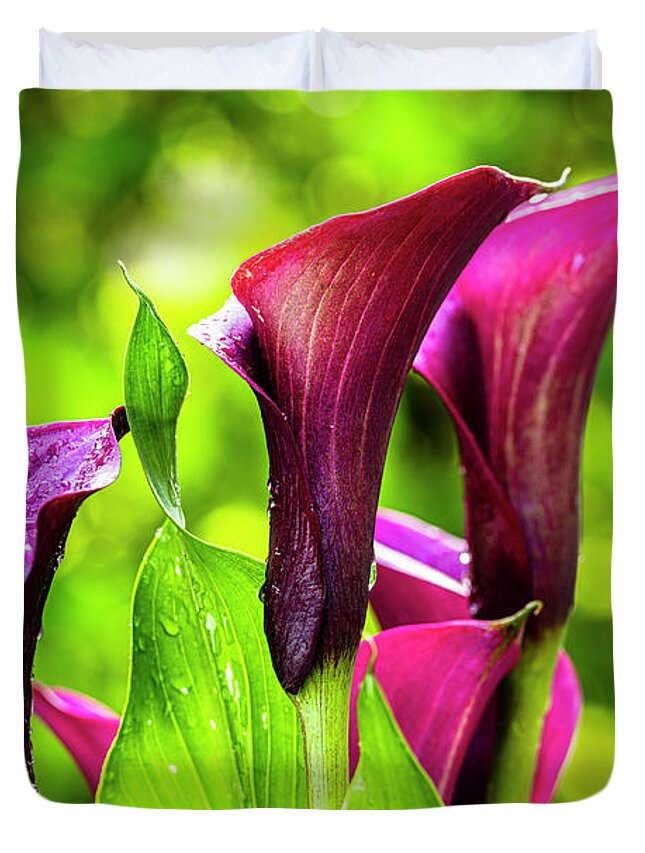 Araceae Duvet Cover featuring the photograph Purple Calla Lily Flower by Raul Rodriguez