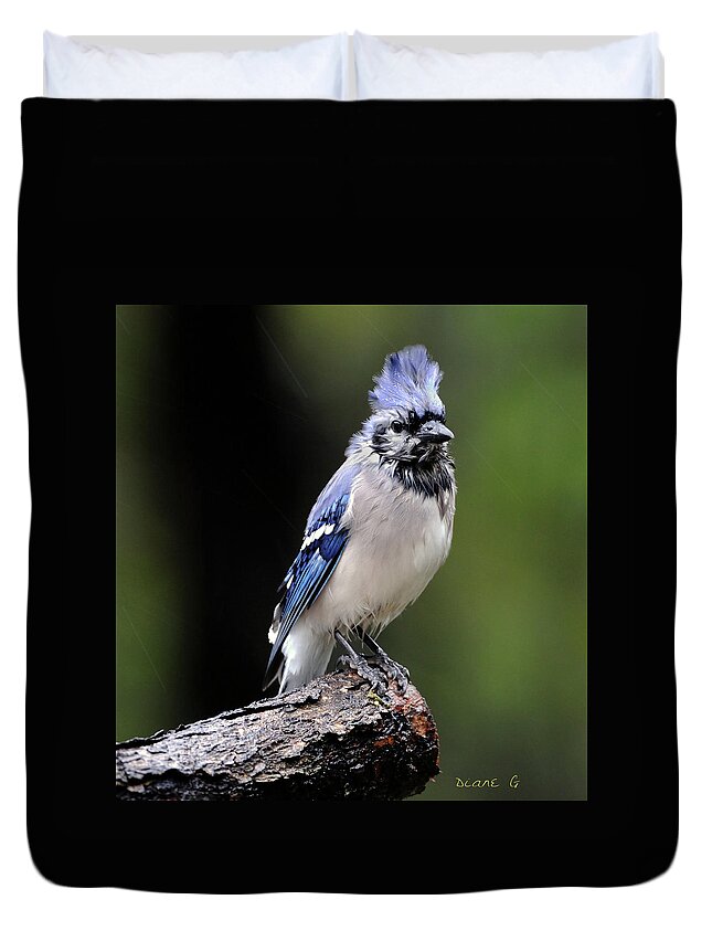  Blue Jay Duvet Cover featuring the photograph Rainy Day Blue Jay #1 by Diane Giurco