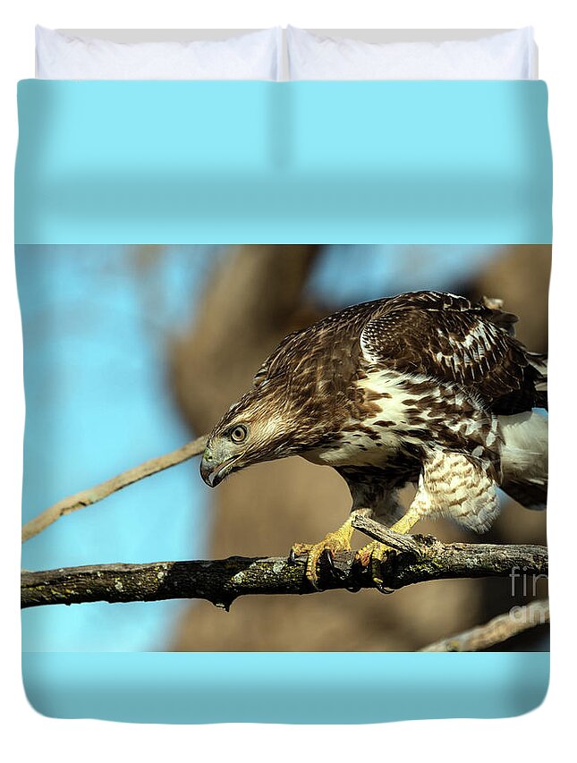 Hawk Duvet Cover featuring the photograph Red Tailed Hawk perched #1 by Sam Rino