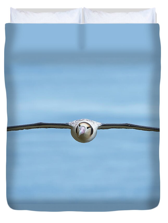 Albatross Duvet Cover featuring the photograph Short-tailed Albatross Flying #1 by Tui De Roy