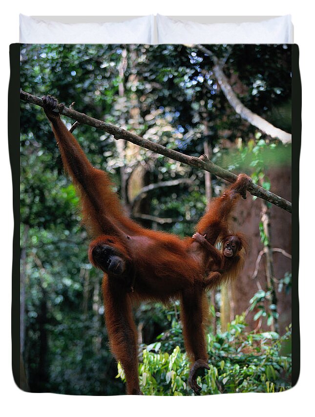 Southeast Asia Duvet Cover featuring the photograph Sumatran Orangutan Pongo Pongo Abelii #1 by Art Wolfe