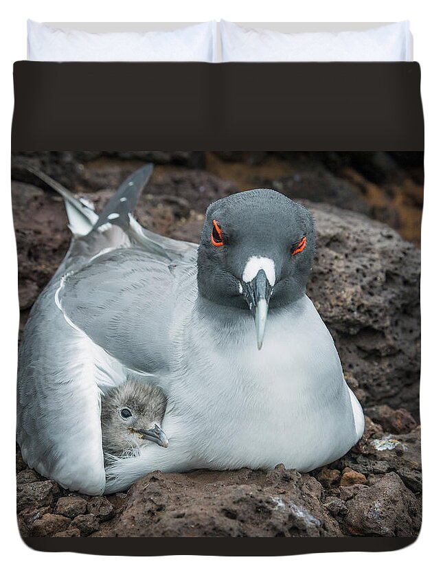 Animal Duvet Cover featuring the photograph Swallow-tailed Gull Brooding Chick #1 by Tui De Roy