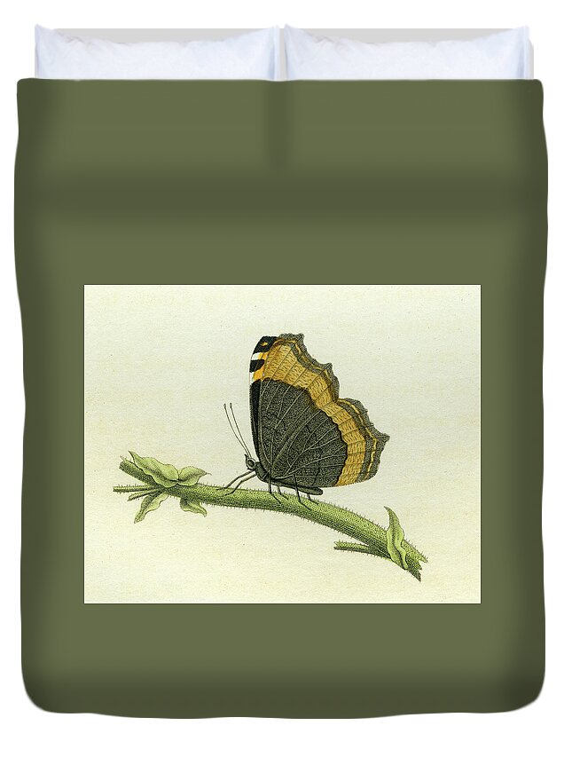 Entomology Duvet Cover featuring the mixed media Vanessa furcillata detail by W W Wood