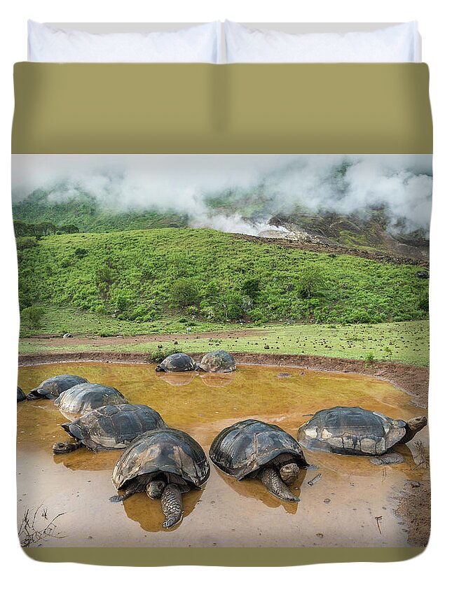 Animal Duvet Cover featuring the photograph Volcan Alcedo Tortoises In Wallow #1 by Tui De Roy