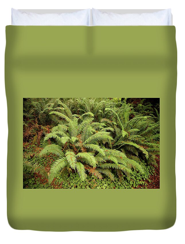 Crescent Duvet Cover featuring the photograph Western Sword ferns in the undergrowth of redwood forest #1 by Steve Estvanik