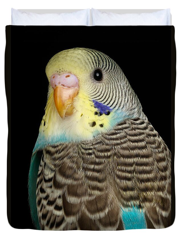 American Budgie Duvet Cover featuring the photograph Budgerigar Melopsittacus Undulatus #10 by David Kenny