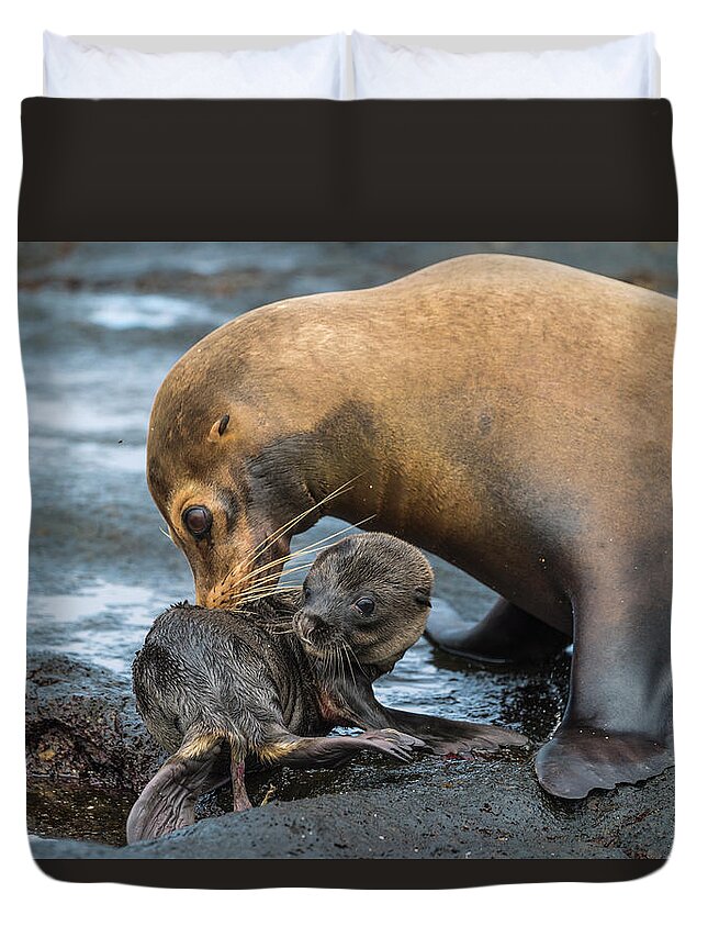 Animal Duvet Cover featuring the photograph Galapagos Sea Lion Nuzzling Pup #2 by Tui De Roy