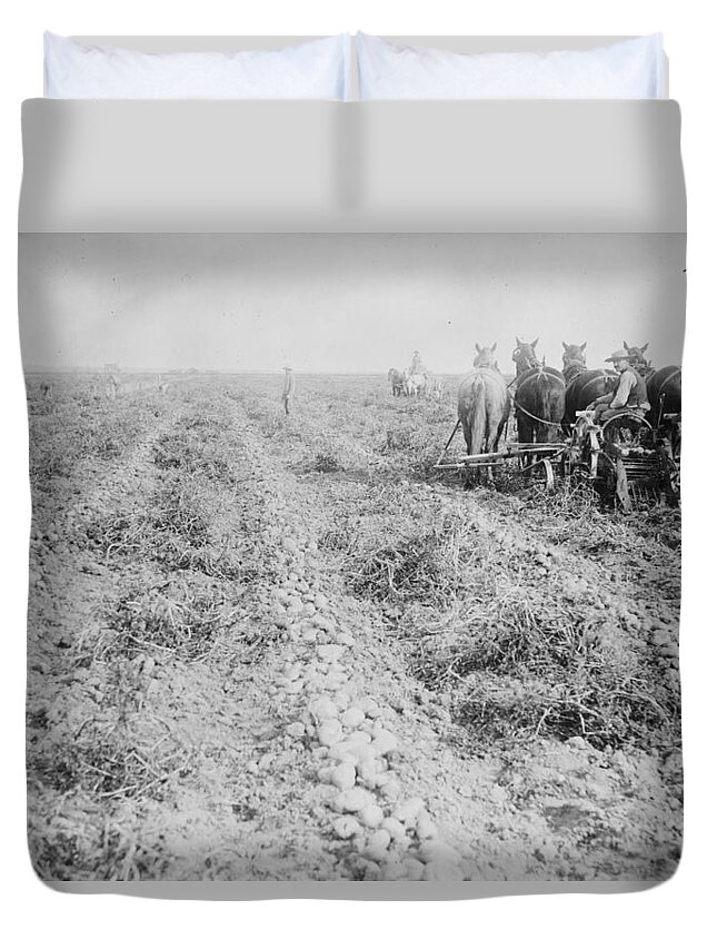 Framing Duvet Cover featuring the painting Harvesting in Potato field, Colorado #2 by Unknown