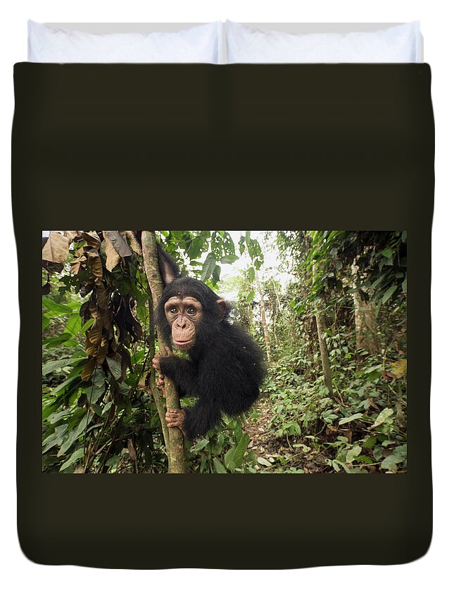 Gerry Ellis Duvet Cover featuring the photograph Little Larry In Forest Nursery #2 by Gerry Ellis