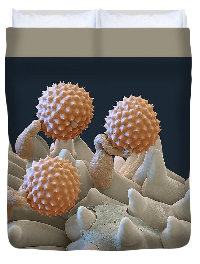 Ambrosia Duvet Cover featuring the photograph Pollen And Pollen Tubes, Sem by Oliver Meckes EYE OF SCIENCE
