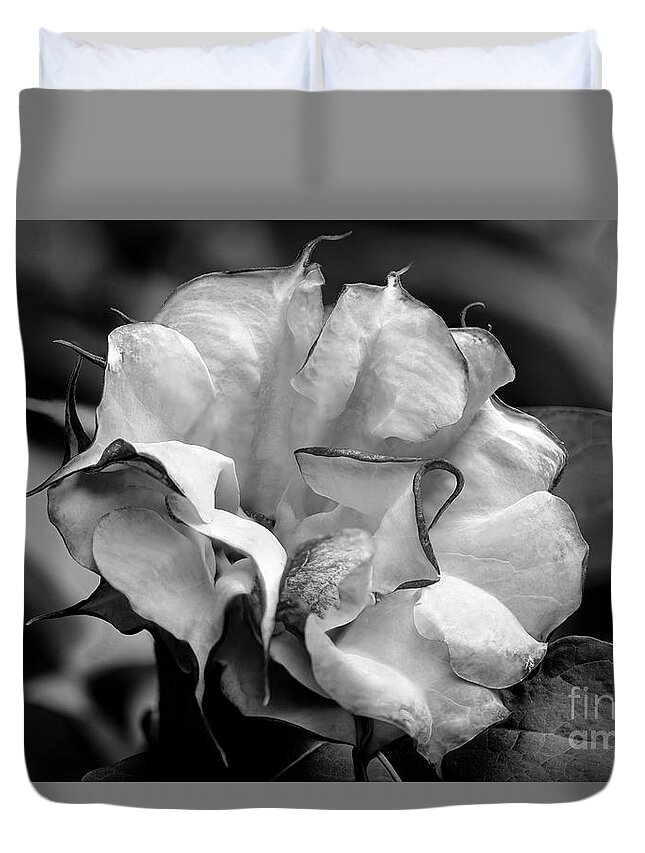 Brugmansia Duvet Cover featuring the photograph Purple Trumpet Flower #2 by Raul Rodriguez