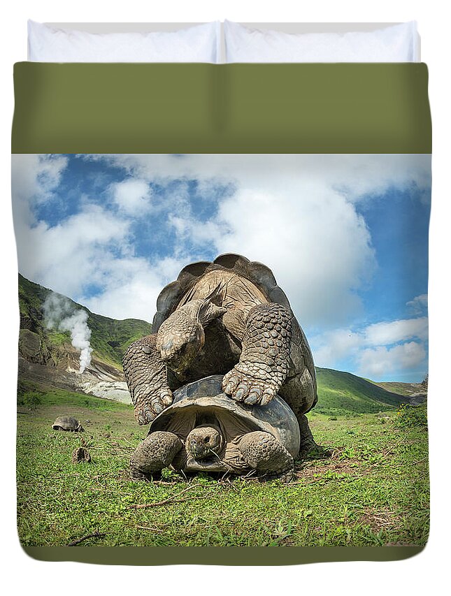 Animal Duvet Cover featuring the photograph Volcan Alcedo Giant Tortoises Mating #2 by Tui De Roy
