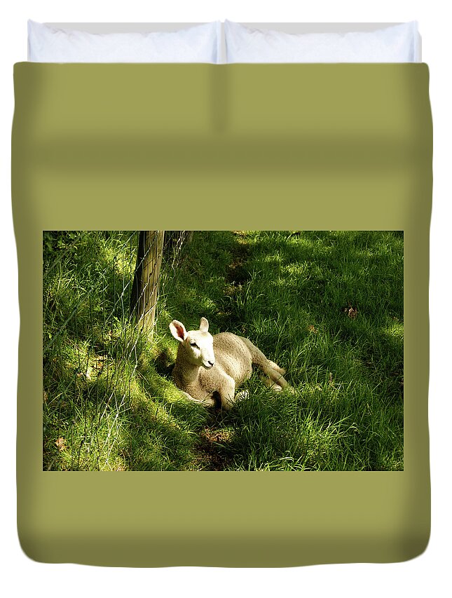 Cumbria Duvet Cover featuring the photograph 20/06/14 KESWICK. Lamb In The Woods. by Lachlan Main