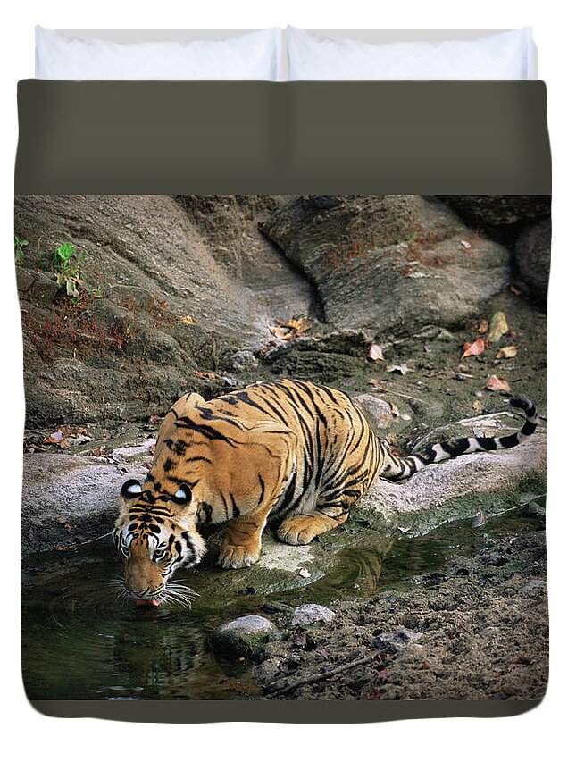 Big Cat Duvet Cover featuring the photograph Bengal Tiger Panthera Tigris Tigris #3 by James Warwick