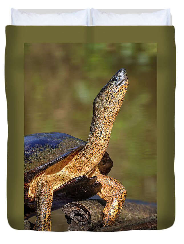 American Fauna Duvet Cover featuring the photograph Black River Turtle #3 by Ivan Kuzmin
