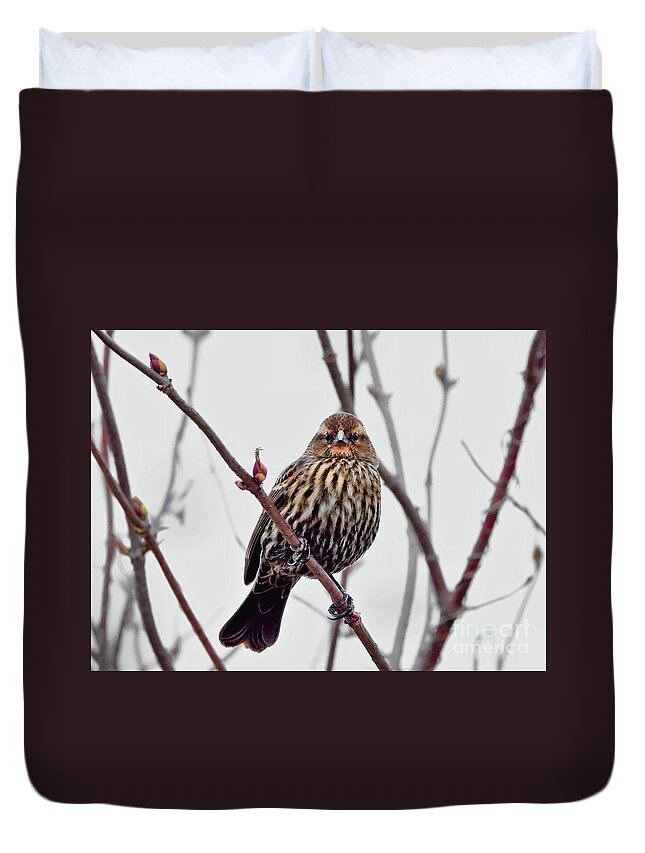 Song Sparrow Duvet Cover featuring the photograph I See You #3 by Scott Cameron