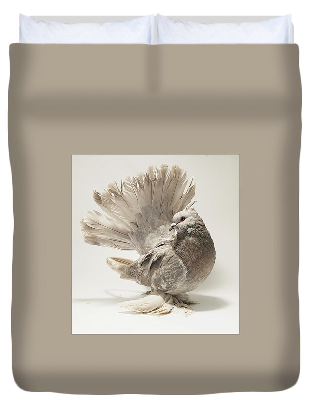 Bird Duvet Cover featuring the photograph Indian Fantail Pigeon #3 by Nathan Abbott